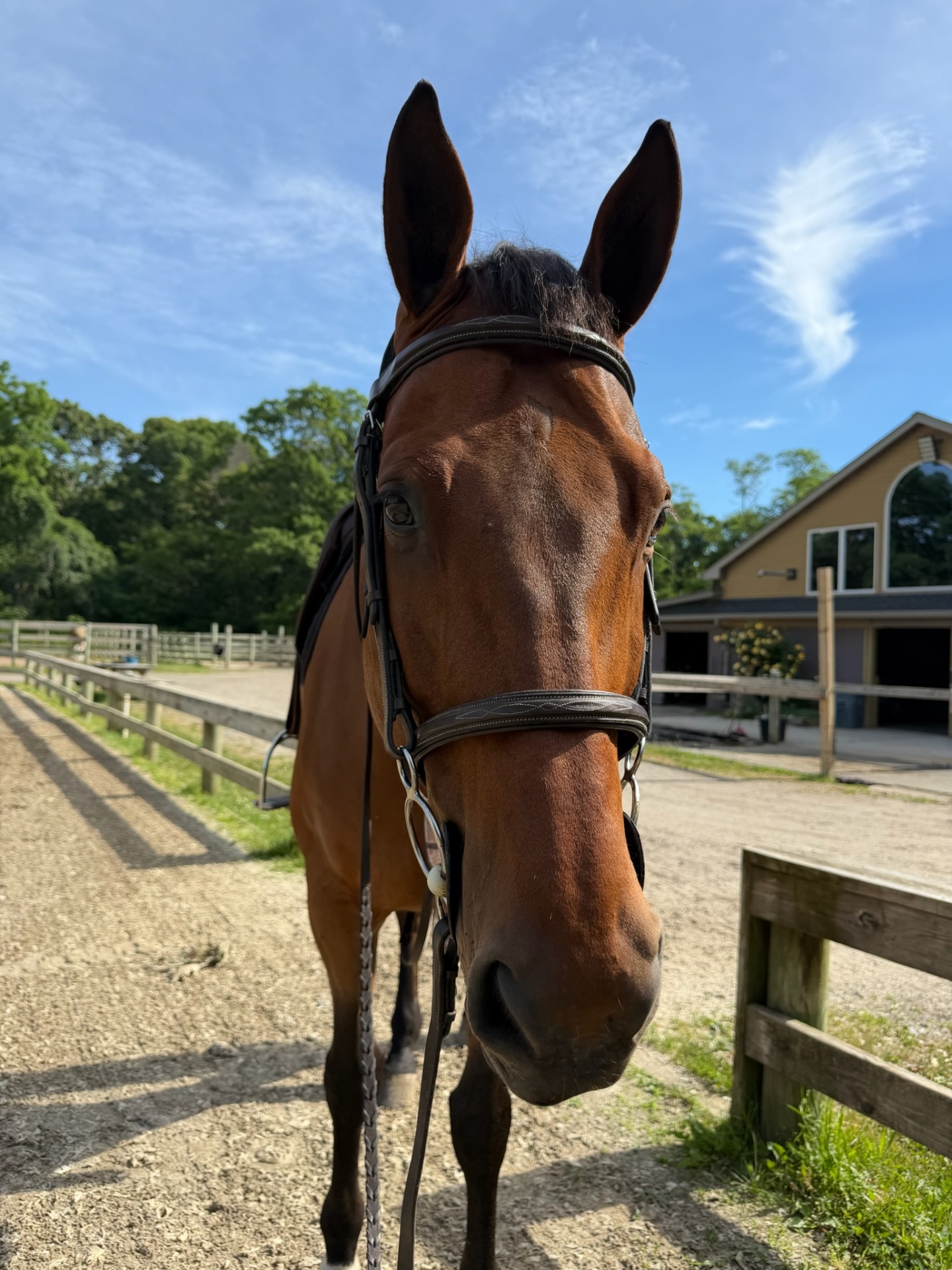 A roadmap for growth at Rising Talent Equestrian