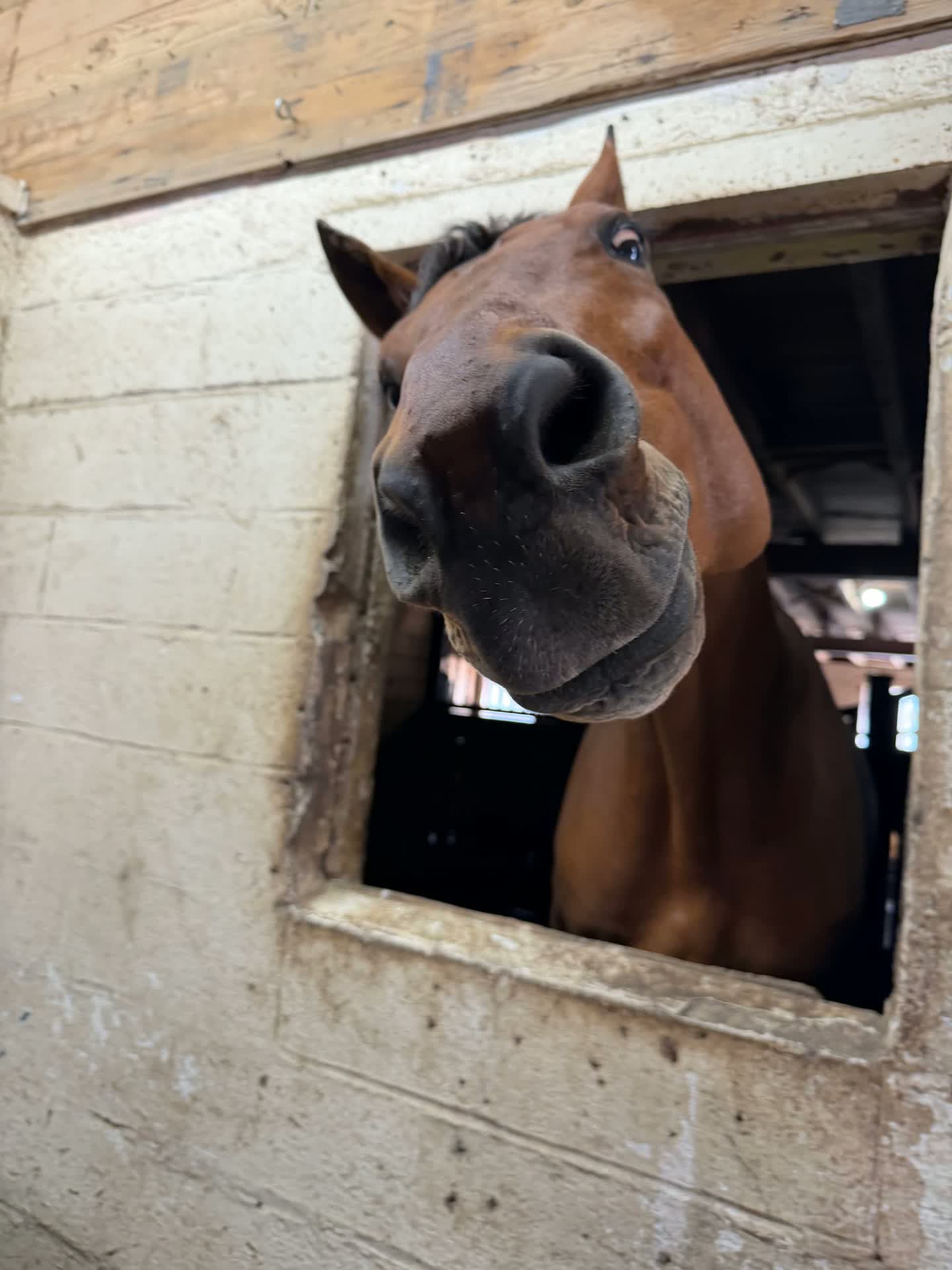 Life around the barn at Rising Talent Equestrian