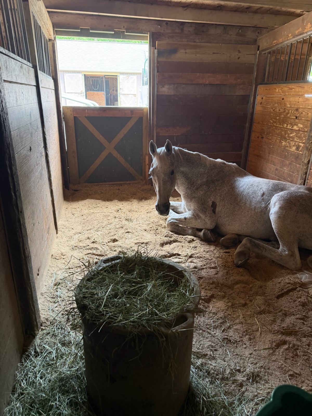 Horse resting in the stall at Rising Talent Equestrian