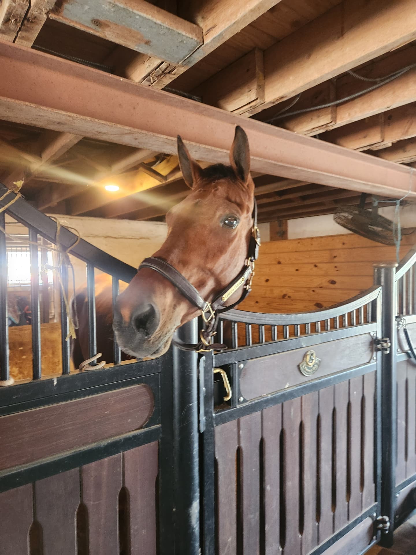 Life around the barn at Rising Talent Equestrian