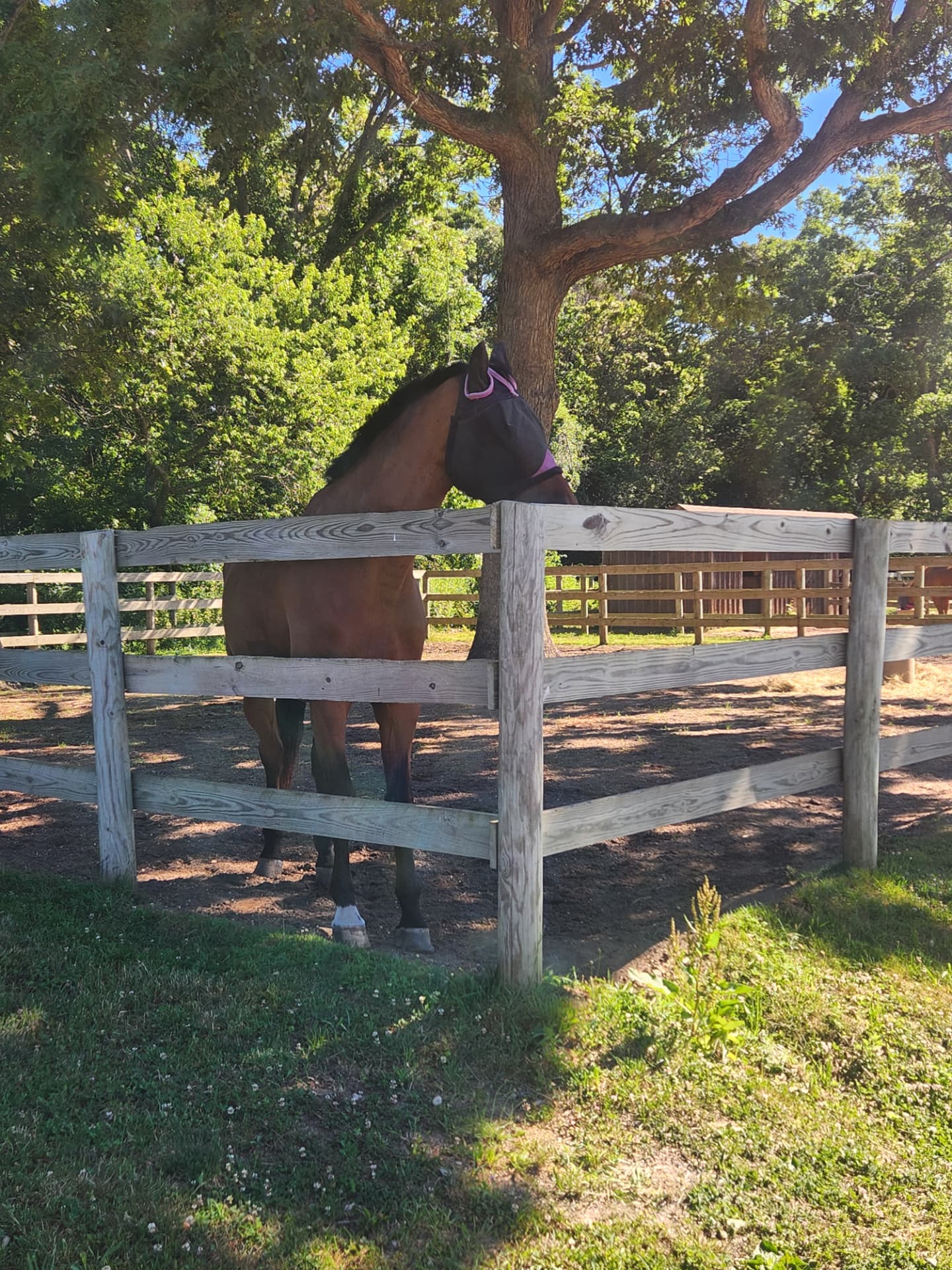 Life around the barn at Rising Talent Equestrian