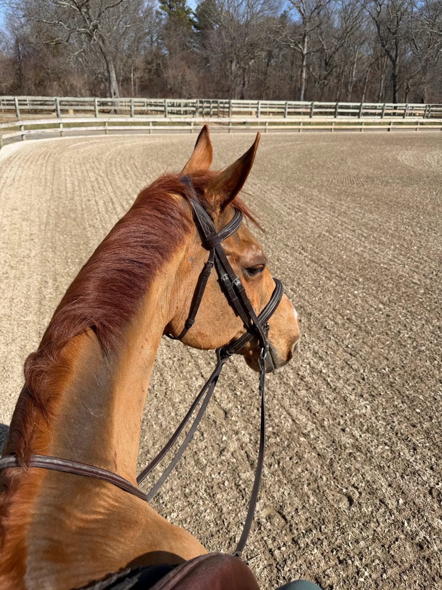 Life around the barn at Rising Talent Equestrian